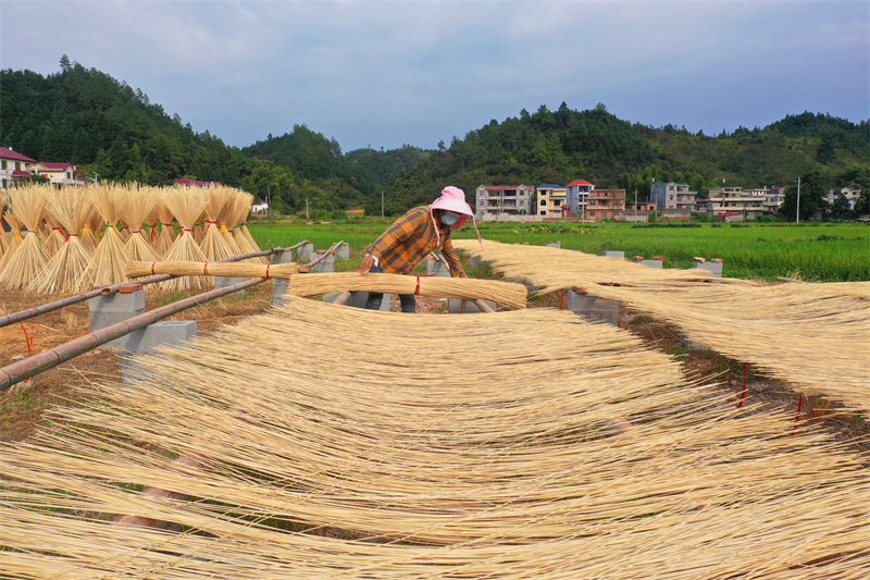 Jiangxi : un développement actif de la transformation poussée du bambou moso