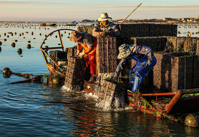 Shandong : l'industrie caractéristique autour de l'abalone dans une commune côtière