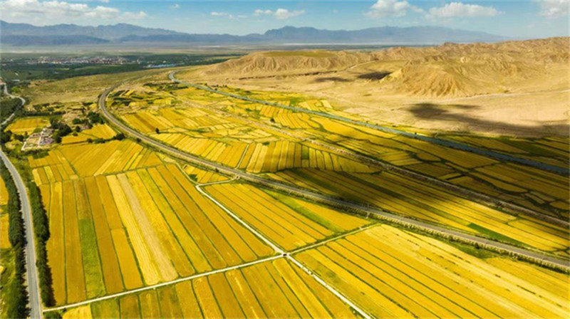 Qinghai : des vagues de blé ondoyant montre une scène de récolte