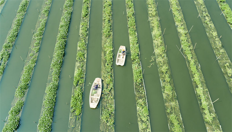 Jiangxi : les agriculteurs récoltent les légumes plantées à la surface de l'eau dans la base des nouvelles industries agricoles