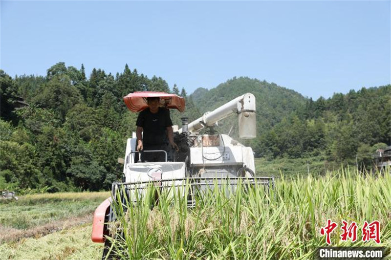 Guizhou : épis de riz odorants, machines agricoles occupées à la récolte