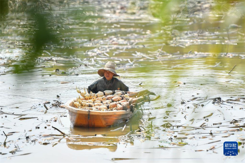 Hunan : la fructueuse cueillette de racines de lotus de l'automne doré
