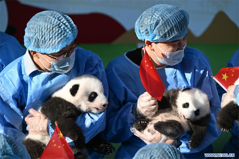 Chine : première apparition publique de bébés pandas géants dans une base d'élevage