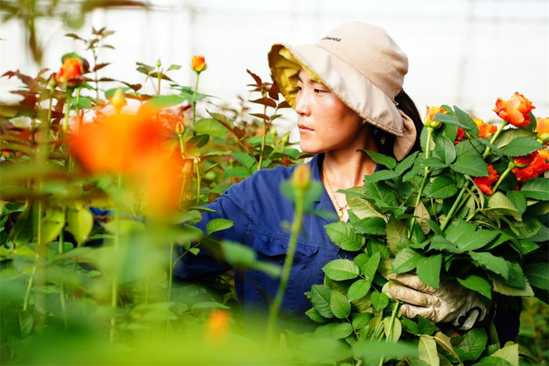 Shandong : la fleur coupée devient une industrie de pointe dans la ville de Zhaoxian