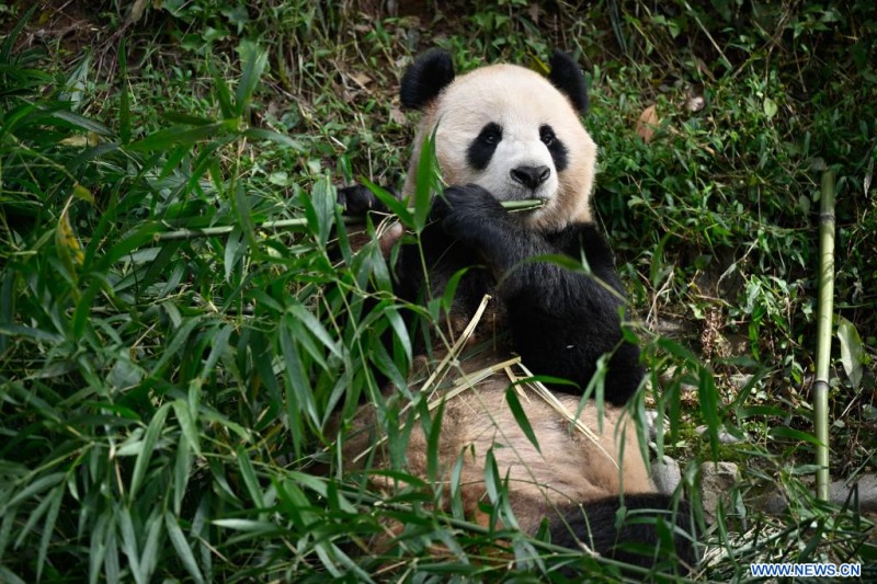 Deux pandas géants quittent la base de reproduction chinoise pour le Qatar
