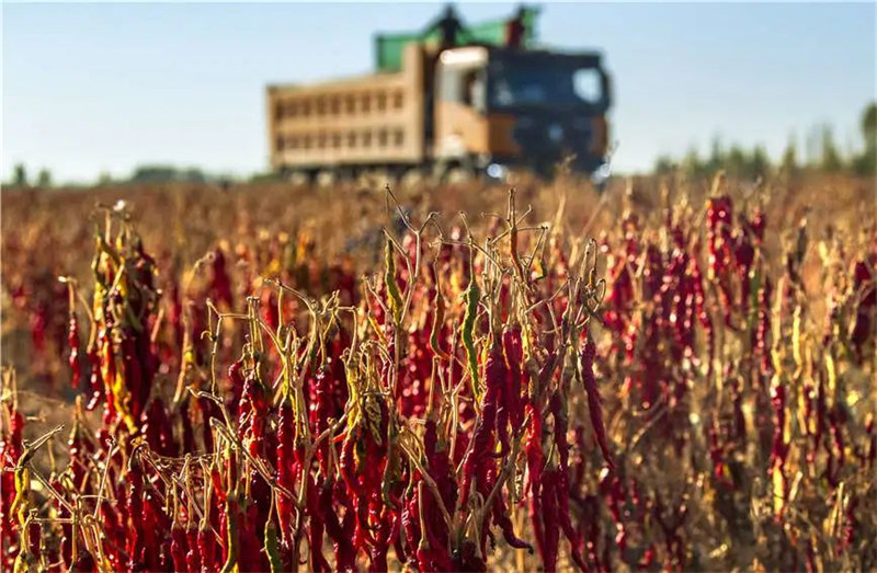 Xinjiang : la récolte du piment désormais entièrement mécanisée à Karamay