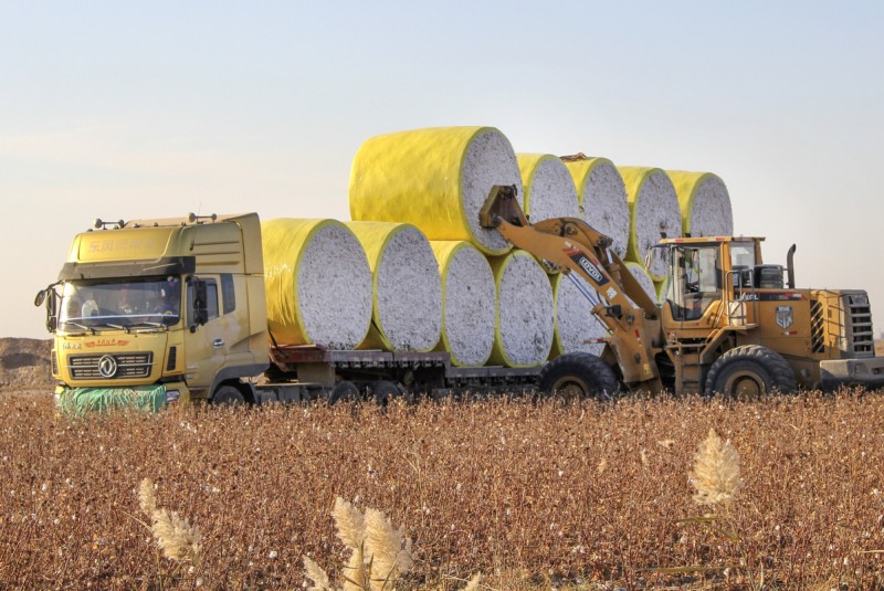 La saison de la récolte du coton au Xinjiang a commencé