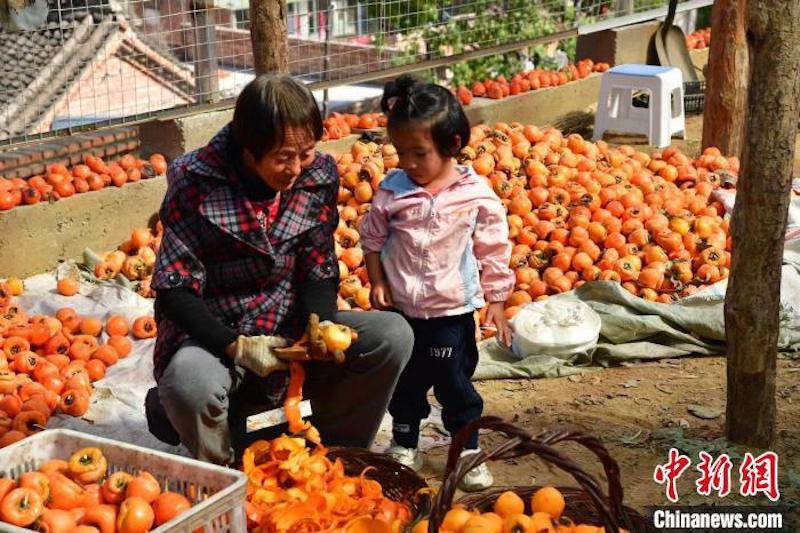 Shanxi : l'industrie du kaki prospère a favorisé l'augmentation des revenus