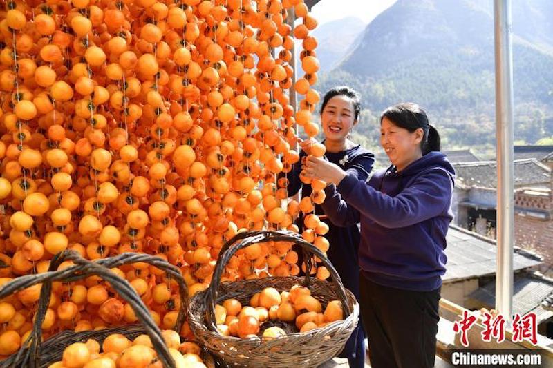 Shanxi : l'industrie du kaki prospère a favorisé l'augmentation des revenus