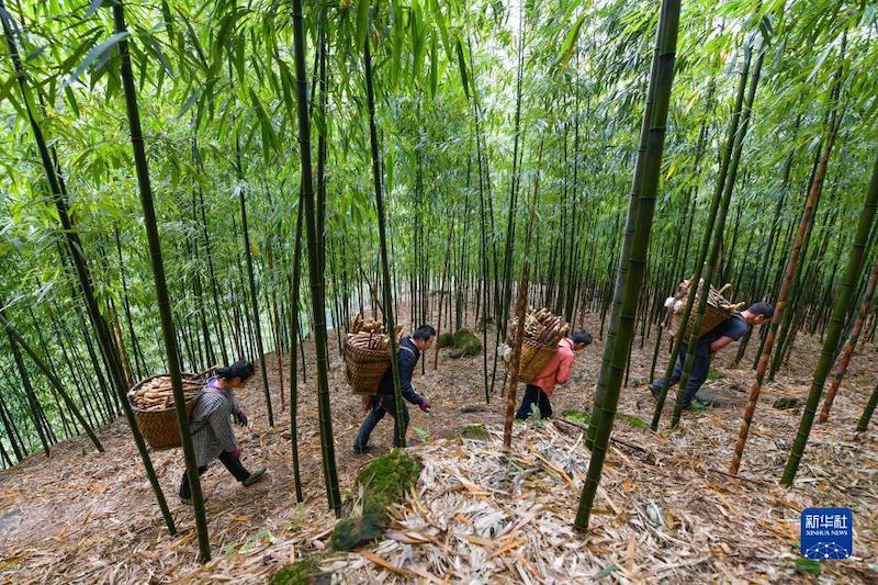 Guizhou : 50 000 mu de grosses pousses de bambou récoltées et commercialisées à Chishui 