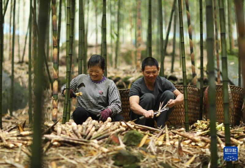 Guizhou : 50 000 mu de grosses pousses de bambou récoltées et commercialisées à Chishui 