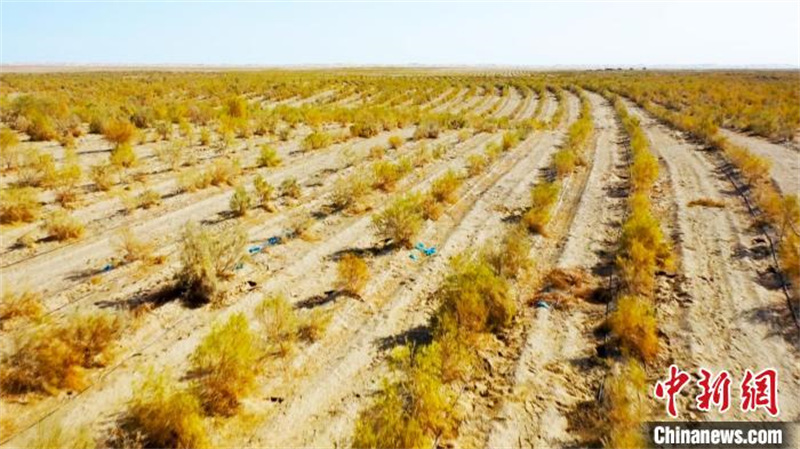 Xinjiang : Une récolte exceptionnelle de plus de 90 000 mu de « ginseng du désert »