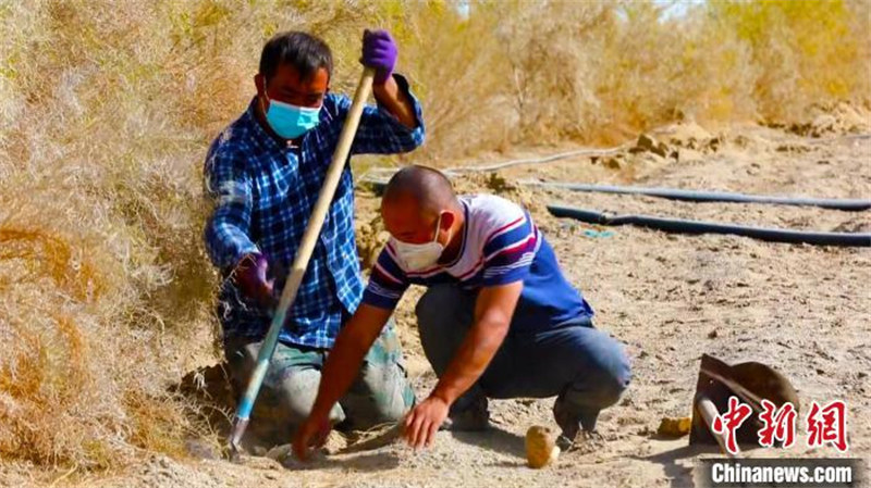 Xinjiang : Une récolte exceptionnelle de plus de 90 000 mu de « ginseng du désert »