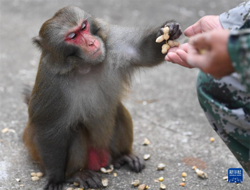 Guangdong : un « père des singes » garde une île depuis 33 ans