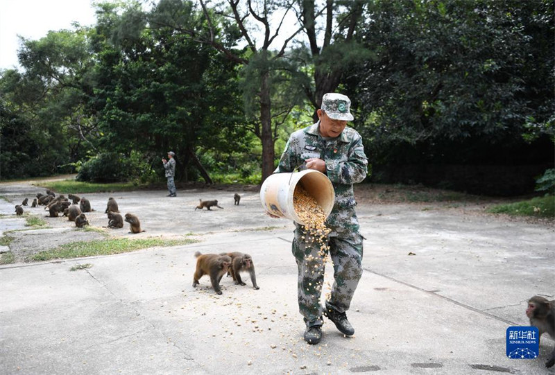 Guangdong : un « père des singes » garde une île depuis 33 ans