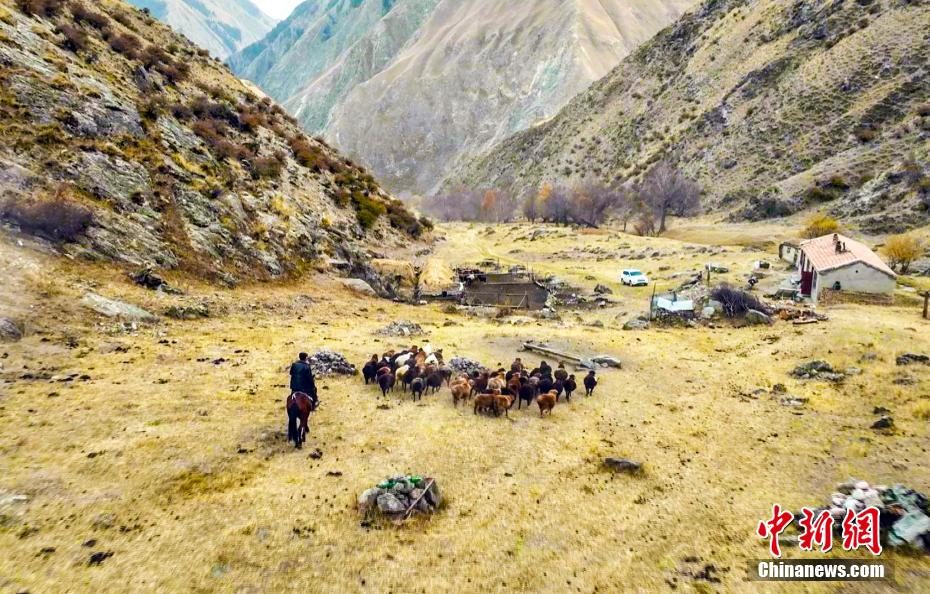 Xinjiang : Début de la transhumance hivernale du bétail dans le comté de Tekes