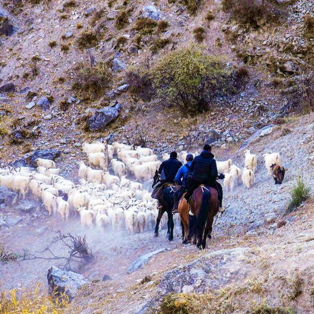 Xinjiang : Début de la transhumance hivernale du bétail dans le comté de Tekes