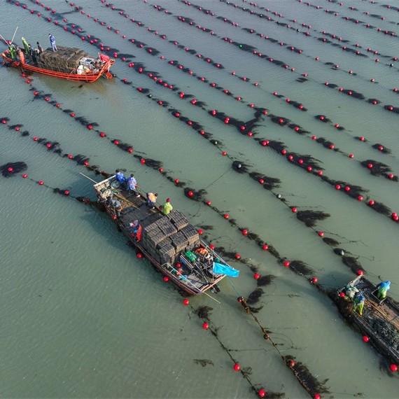 Shandong : les abalones vont au sud pour « passer l'hiver »