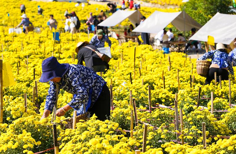 Jiangxi : les chrysanthèmes jeunes du mont Mingyue sont très populaires