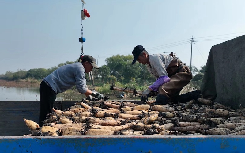 Jiangsu : la saison des récoltes des racines de lotus débute à Xinghua