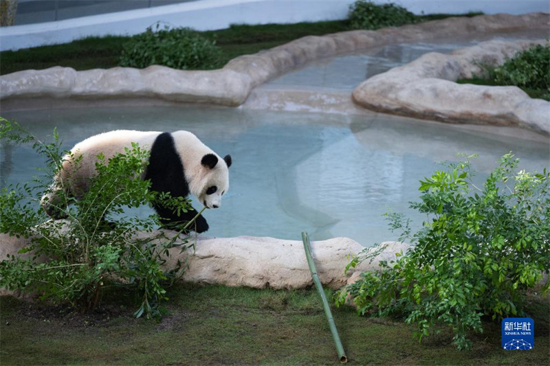 La Maison du Panda au Qatar ouvre officiellement ses portes au public