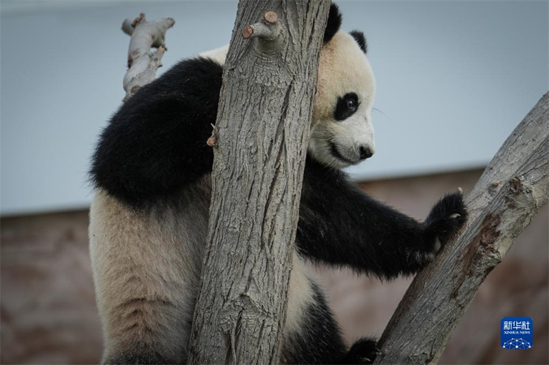 La Maison du Panda au Qatar ouvre officiellement ses portes au public