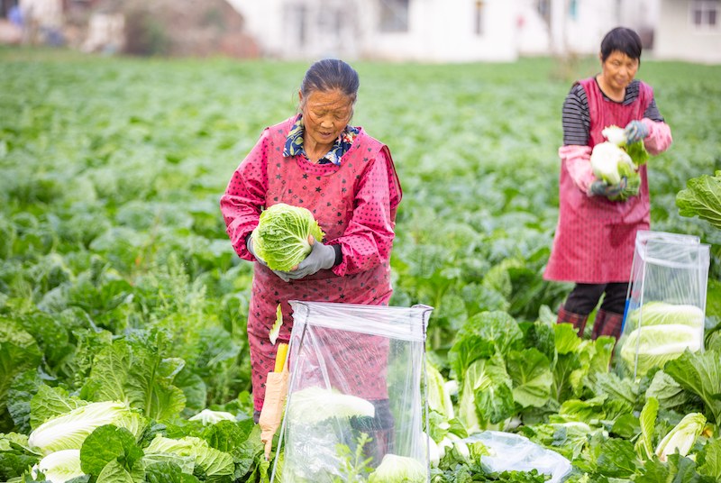 Jiangsu : la récolte des choux chinois à Hai'an