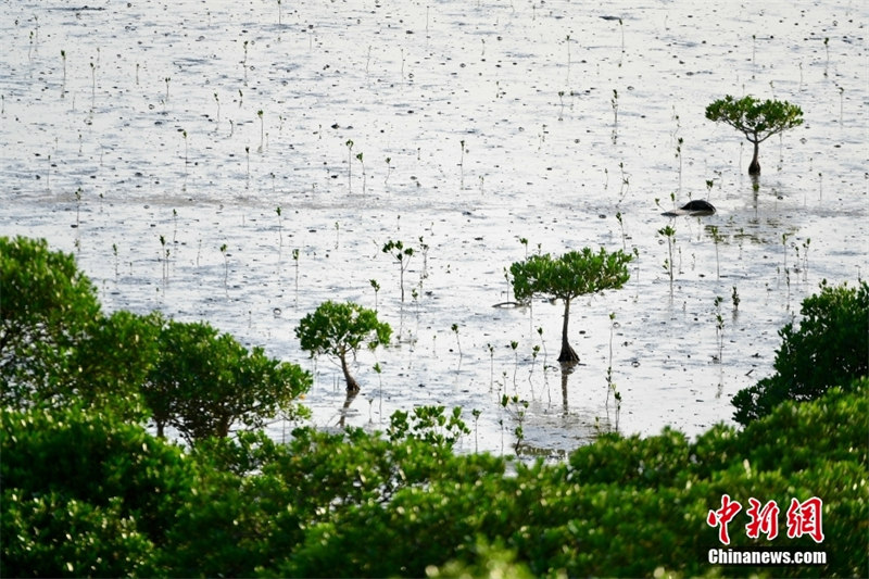 Shenzhen: une ville nourrie par les mangroves