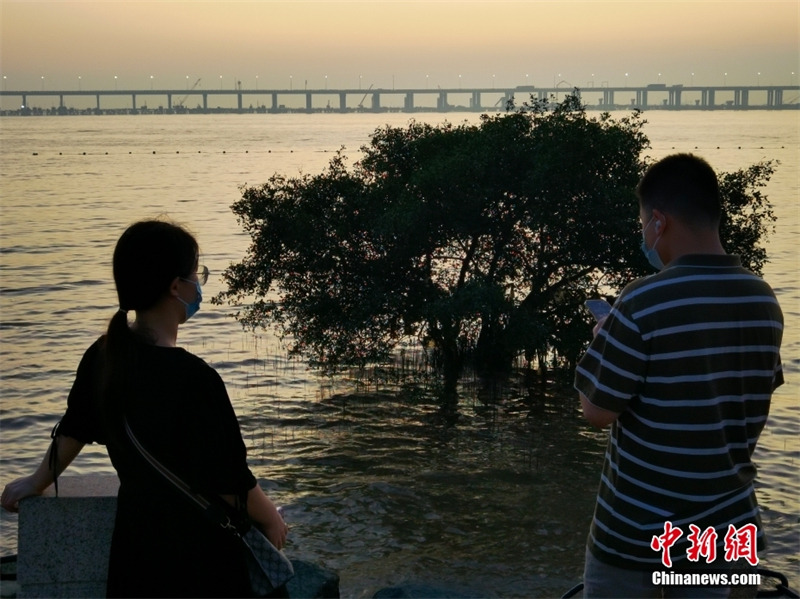 Shenzhen: une ville nourrie par les mangroves