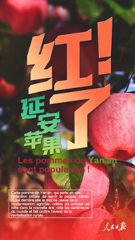 Pourquoi les pommes de Yan'an sont-elles si populaires ?