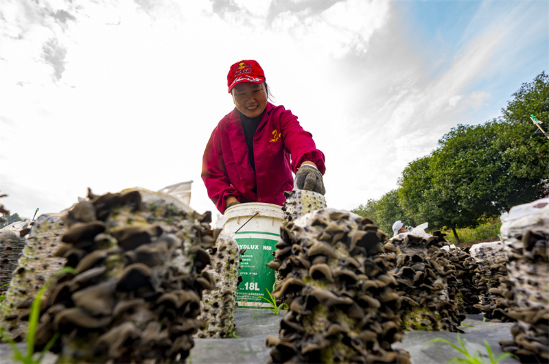 Jiangxi: les revenus augmentent grâce aux champignons noirs à Xinyu