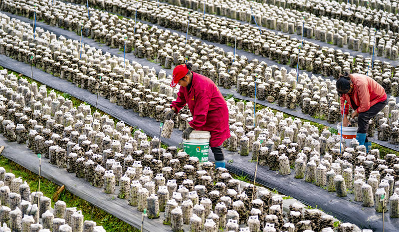 Jiangxi: les revenus augmentent grâce aux champignons noirs à Xinyu