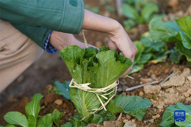 Anhui: la « boîte aveugle des légumes », recette commerciale des agriculteurs de la nouvelle génération