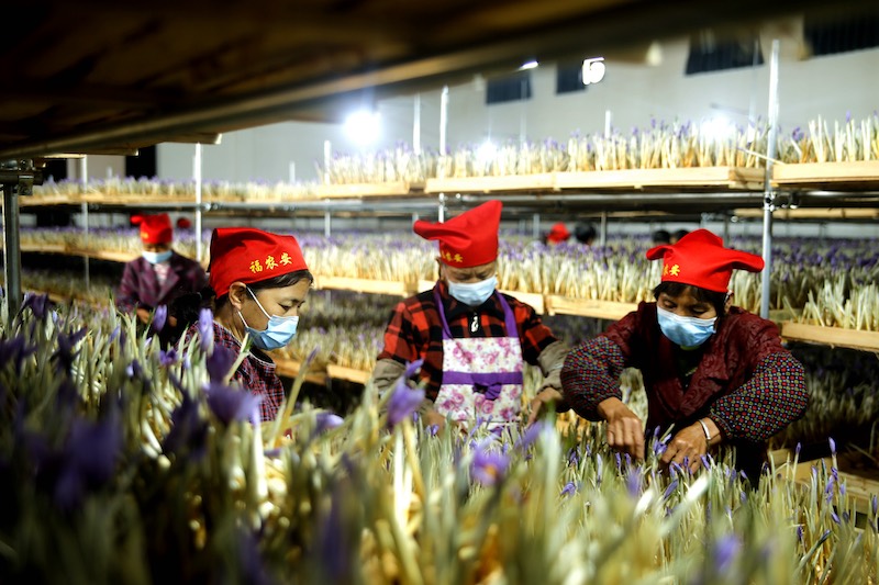 La fleur de safran devient la « fleur de la richesse » des campagnes du Jiangxi