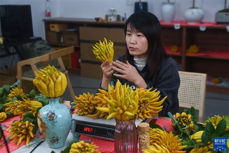 Zhejiang : le fruit de la main de Bouddha ouvre la voie à la revitalisation rurale