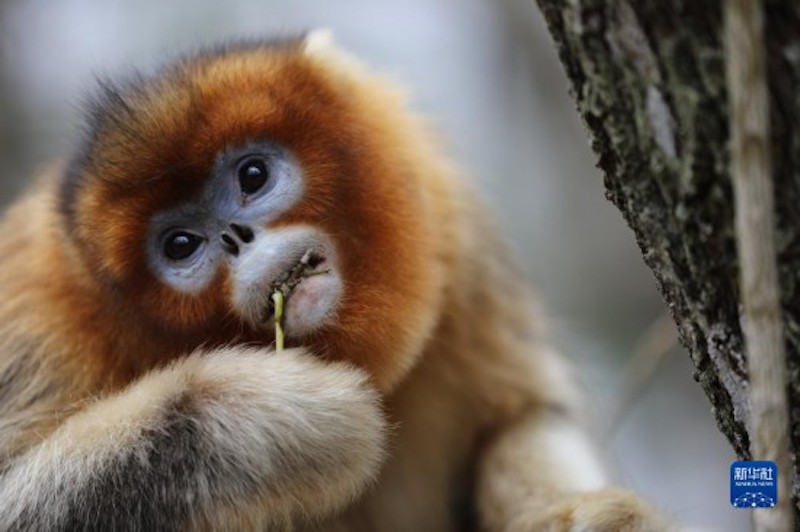 Sichuan : approchons-nous de l'habitat des singes au nez doré du Sichuan
