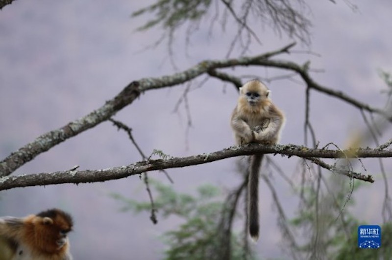 Sichuan : approchons-nous de l'habitat des singes au nez doré du Sichuan