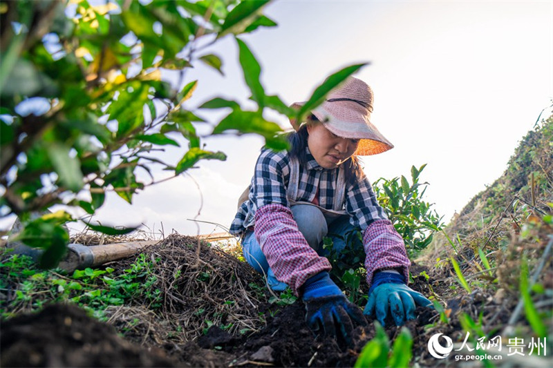 Guizhou : le comté de Pu'an fait progresser la revitalisation rurale par la plantation de théiers blancs