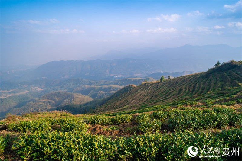 Guizhou : le comté de Pu'an fait progresser la revitalisation rurale par la plantation de théiers blancs