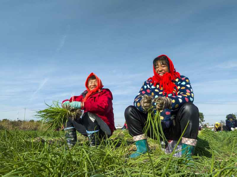 Jiangsu : des milliers de mu de plants d'oignons de Xinghua repiqués contre la vague de froid
