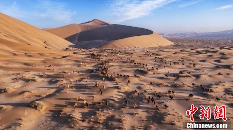 Mongolie intérieure : la transhumance hivernale de chameaux dans le désert de Badain Jaran vue du ciel