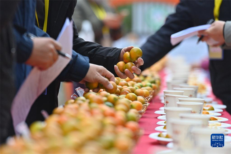 Guangxi : Rong'an sélectionne le « Roi des kumquats » pour aider à revitaliser l'industrie