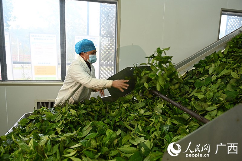 Guangxi : à la découverte du processus de transformation du thé de Liubao