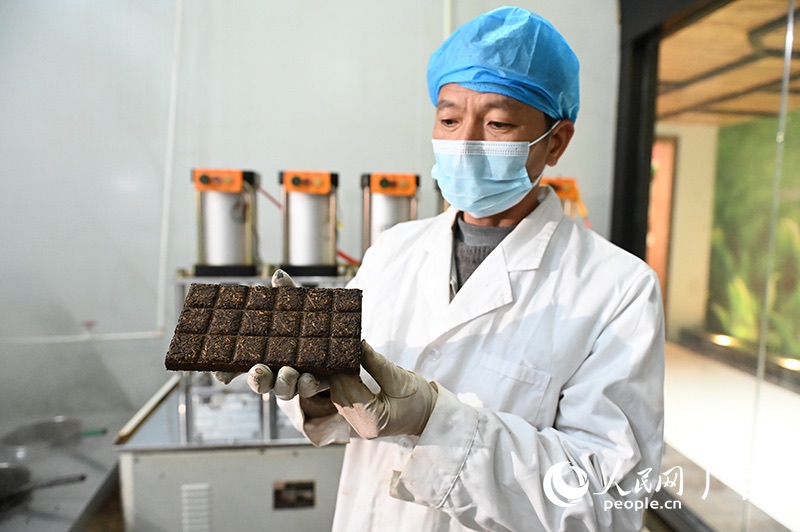 Guangxi : à la découverte du processus de transformation du thé de Liubao