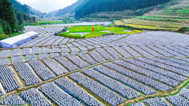 Guangxi : la culture des champignons noirs sur les champs libres en hiver permettent de « paver » de riches routes à Longlin