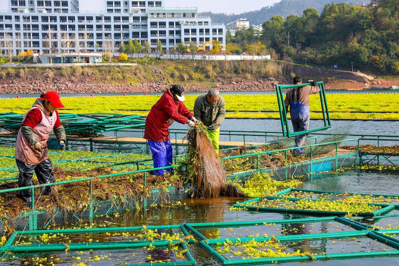 Zhejiang : un potager sur l'eau occupé par la « préparation de la terre » à Chun'an
