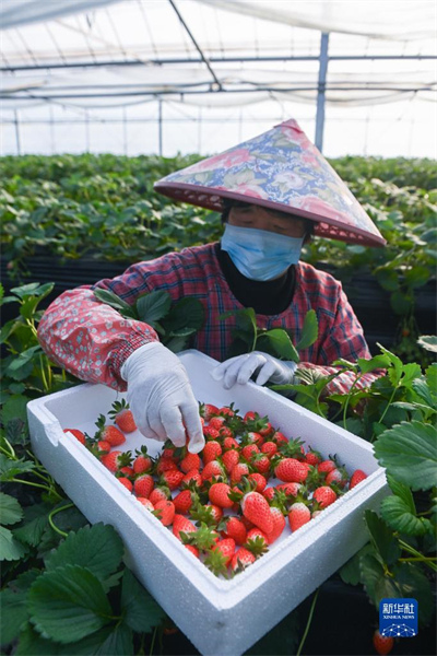 Zhejiang : des entreprises de premier plan encouragent la modernisation de l'industrie de la fraise, aidant les gens à s'enrichir
