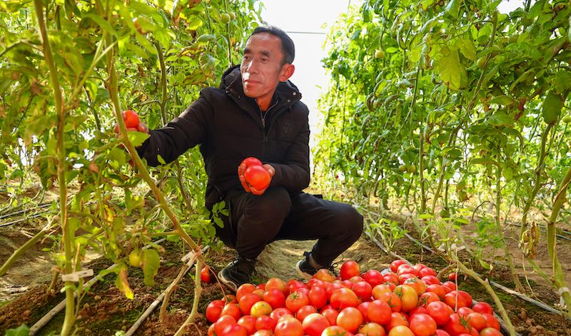 Gansu : les légumes de serre hors saison stimulent la revitalisation rurale à Pingliang