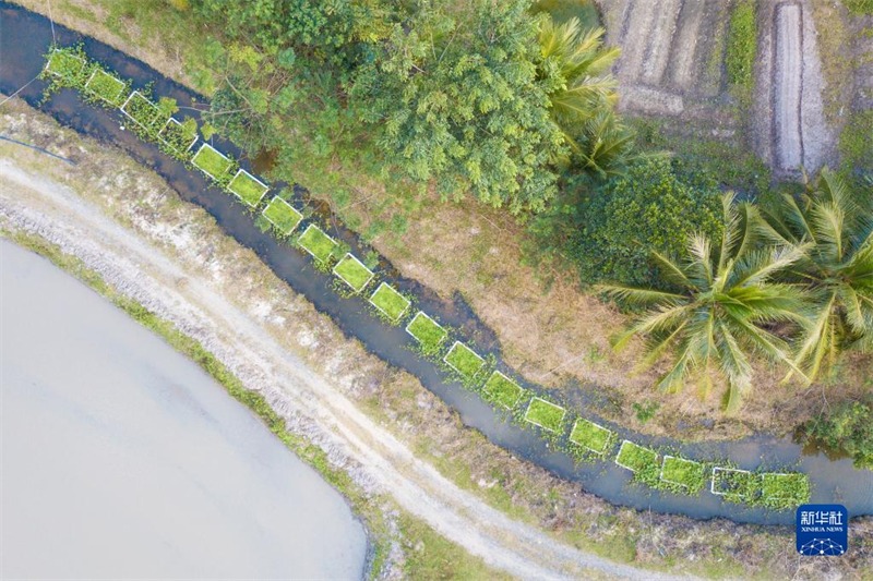 Hainan : construire des « îles flottantes écologiques » pour améliorer la qualité de l'eau de la rivière à Wenchang