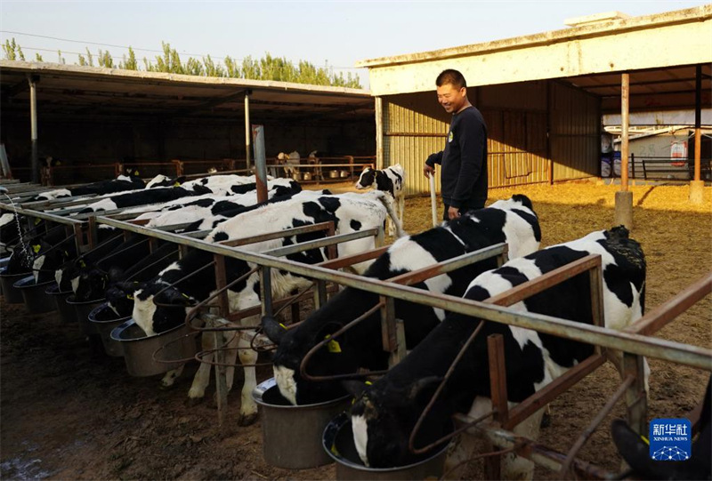 Hebei : un étudiant retourne dans sa ville natale pour créer une entreprise d'élevage de bétail afin d'amener les masses à la prospérité à Xinhe